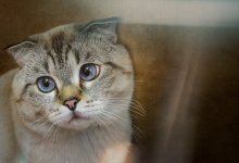 Связали и выбросили в пакете в Атырау: что известно о состоянии кошки (ВИДЕО)