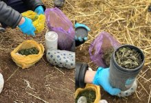 Килограмм наркотиков изъяли у сельчанина в Кызылординской области