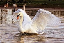 Три десятка мертвых лебедей обнаружили у берегов Караколя