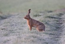 Охота на зайцев с автомобиля в Туркестанской области: полицейские оценят видео