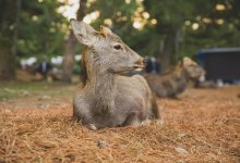Косуля застряла в заборе в Кокшетау (ВИДЕО)