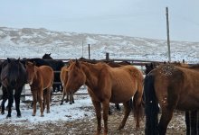 Адайская лошадь стала новым национальным брендом Казахстана