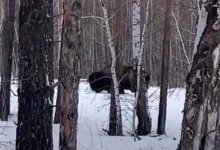 В сети появилось видео с зубром на территории Акмолинской области