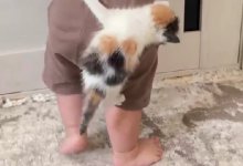 Ловкий котенок сделал мальчика звездой социальных сетей