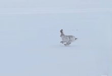 "Ну, погоди": как собака за зайцем гонялась в Астане (ВИДЕО)