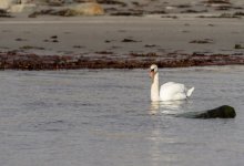 Блогер снял на видео массовый мор лебедей в Мангистауской области (ВИДЕО)
