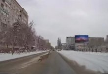 Косуля пробежалась по оживленной набережной Павлодара (ВИДЕО)