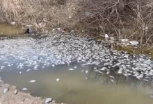 Массовая гибель рыбы произошла в Атырауской области