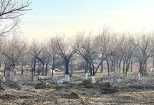 Больше 20 деревьев незаконно вырубили в Конаеве