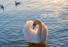 Массовая гибель лебедей в Мангистау: что говорят местные власти