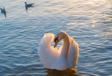 Более 500 мертвых лебедей обнаружили у берегов Караколя