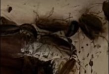 Упитанные тараканы заполонили школу в Астане (ВИДЕО)