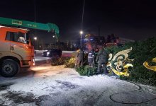 Что будет с упавшей елкой, рассказали в акимате Павлодара