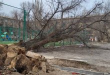 Таразцы винят акимат в массовом повале деревьев (ВИДЕО)
