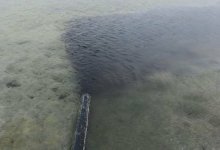 Гибель лебедей: слив темной воды в Караколь объяснили в Rixos Aktau