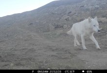 Редкий вид хищника попал в фотоловушки в Мангистауской области
