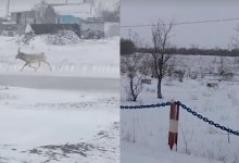 Сайгаки бегают по поселку в Карагандинской области (ВИДЕО)
