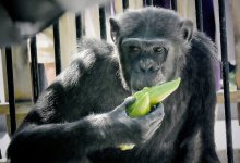 В алматинском зоопарке появились новые жильцы