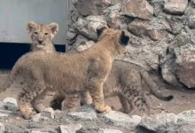 GGG, Канело и Шакира теперь живут в зоопарке Шымкента