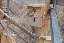 Необычное поведение воробьев наблюдают в Алматинской области