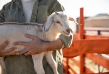 Казахстан отменил ограничения на ввоз животных из России