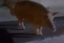 Кабана заметили на дорогах в Костанайской области (ВИДЕО)