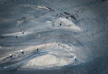 Людей призывают не ходить на Караколь, где гибнут лебеди