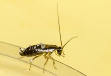 Жильцы многоэтажки отравились ядом для тараканов в Уральске