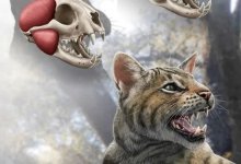 Ученые открыли новый вид доисторических кошек