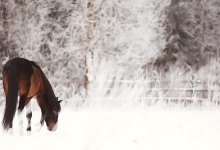 Из-за снегопадов животным не хватает кормов в ВКО