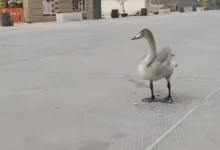 Одинокого лебедя заметили в актауском микрорайоне (ВИДЕО)