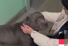 Реакция пса на голос девушки из ветклиники умилила Казнет (ВИДЕО)