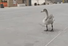 Специалисты заповедника искали одинокого лебедя в Актау (ВИДЕО)