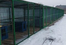 Приют для временного содержания бездомных собак появился в Караганде