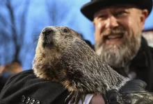 День сурка-2024: какое предсказание сделал пушистый синоптик