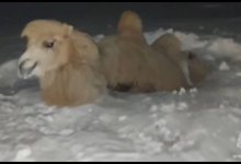 Верблюд упал в колодец на космодроме “Байконур” (ВИДЕО)