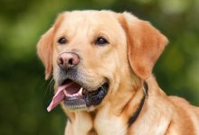 Бродячие собаки становятся агрессивнее в Астане и Акмолинской области