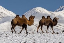 Обильный циклон придет в Казахстан 5 февраля