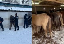 Серийных скотокрадов поймали в Туркестанской области (ВИДЕО)