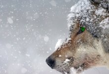 Волки угрожают жителям населенных пунктов Северо-Казахстанской области