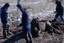 Лошадь спасли из болота в Атырау