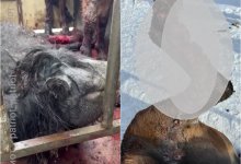 Неизвестная инфекция губит лошадей в Карагандинской области