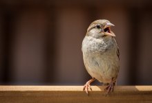Мужчина заявил в полицию на воробьев, испортивших его обед