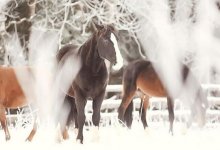 Падеж лошадей в Карагандинской области прокомментировали в Минсельхозе