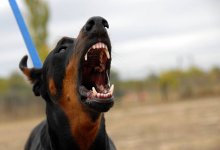 Собака покусала ребенка в Астане: хозяина животного осудили