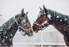 Лошади гибнут в Акмолинской области