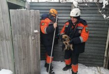 Щенок провалился в выгребную яму уличного туалета в Усть-Каменогорске