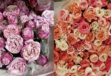 Б/у цветы за 55 тысяч: казахстанцы распродают подаренные букеты после Дня влюбленных