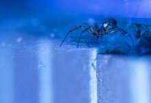 Ядовитые пауки в подвалах: экологи Актау сделали неожиданное заявление