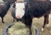 Жители села в Туркестанской области потеряли более 500 голов скота и пастуха